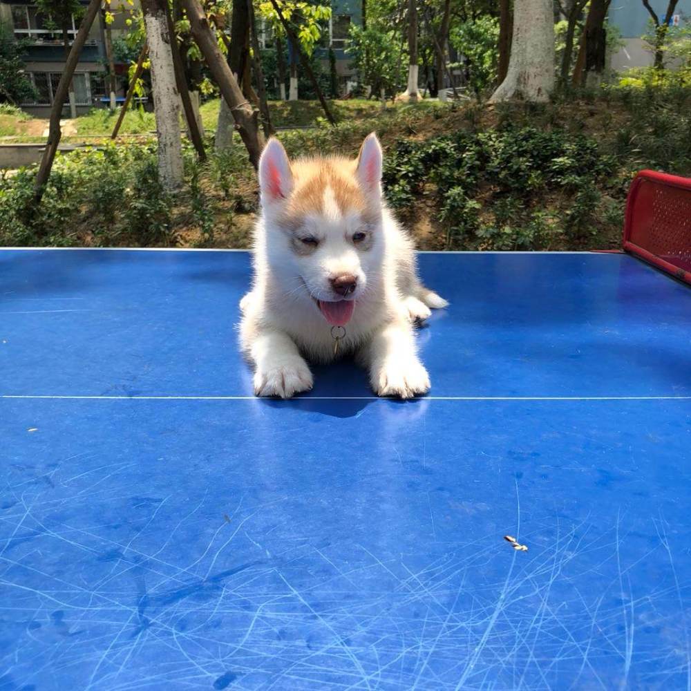 请输入描述