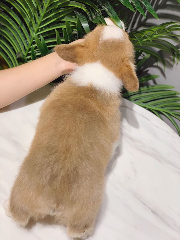 请输入描述